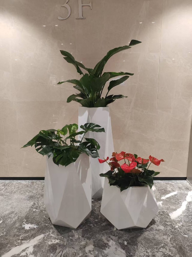 绿植组合